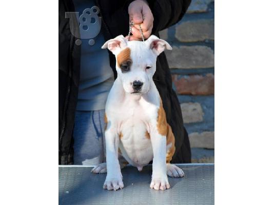 PoulaTo: Κουτάβια American Staffordshire Terrier